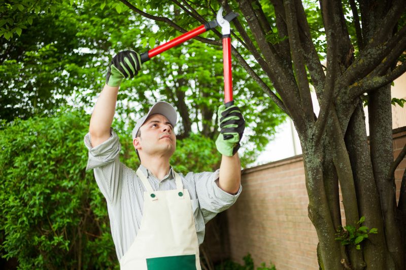 Local Tree Removal pros at work
