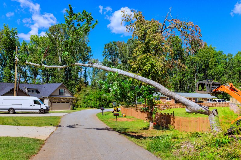 Cost of Tree Removal Service in Sebastian, FL