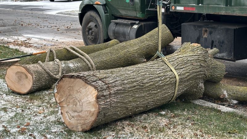 When To Get Tree Removal in Sebastian