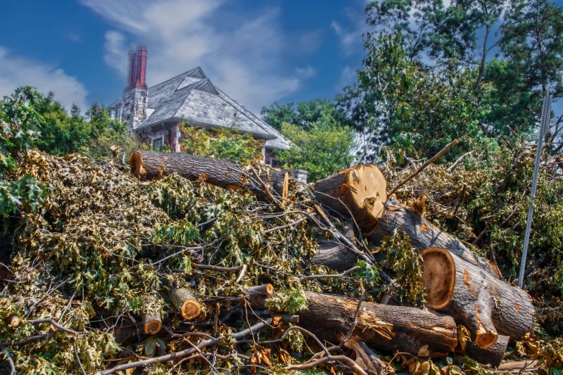 Tree Removal Safety Information