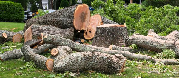 Large Tree Removal in Sebastian