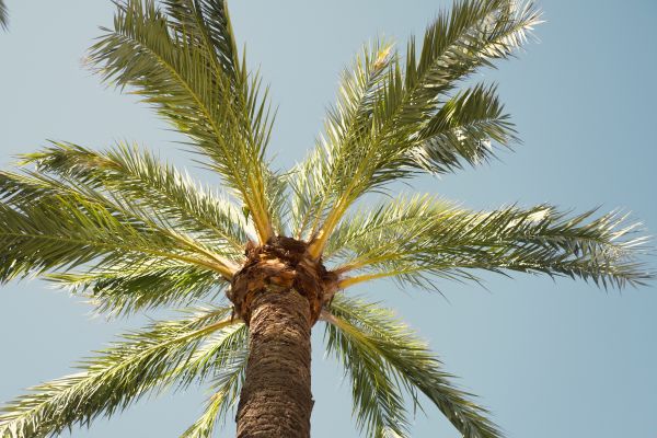 Palm Tree Removal in Sebastian