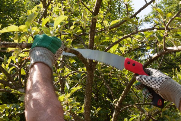 Small Tree Removal in Sebastian