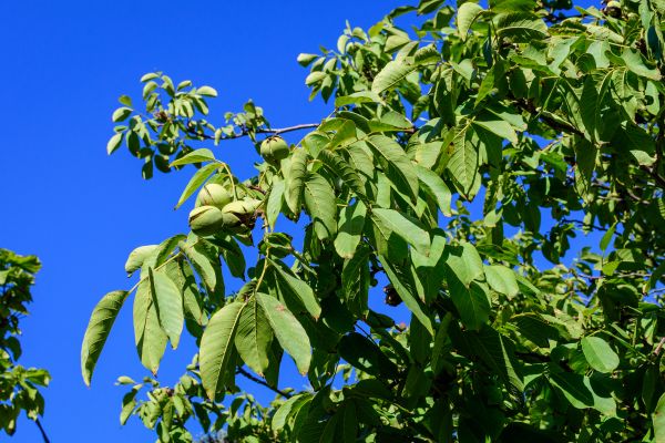 Walnut Tree Removal in Sebastian