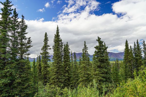 Spruce Tree Removal in Sebastian