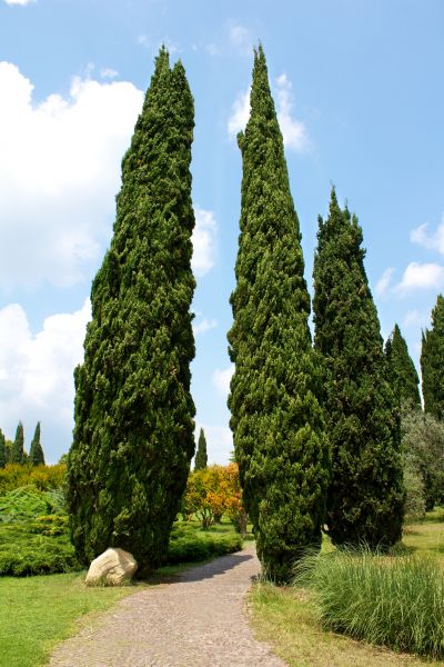 Cypress Tree Removal in Sebastian