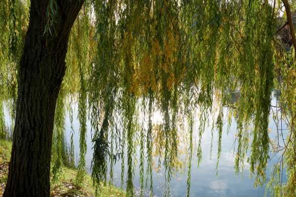 Willow Tree Removal in Sebastian