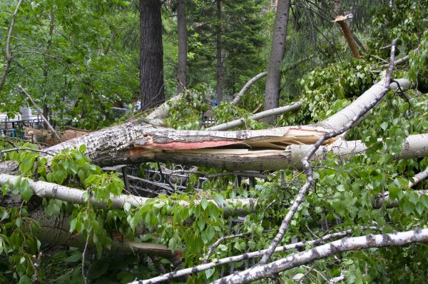 Birch Tree Removal in Sebastian
