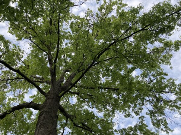 Oak Tree Removal in Sebastian
