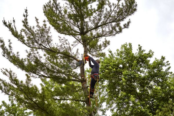 Pine Tree Removal in Sebastian