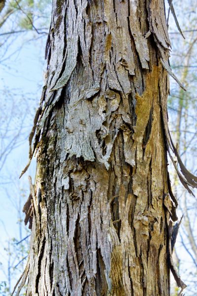 Hickory Tree Removal in Sebastian