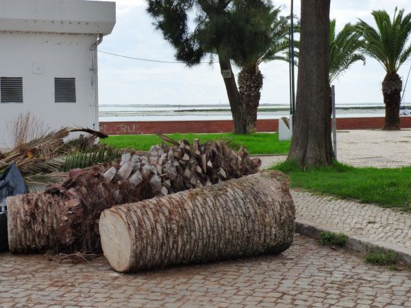 Palm Trees Removal in Sebastian