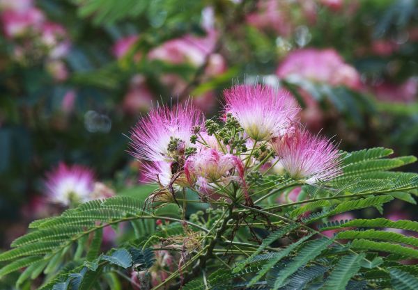 Mimosa Tree Removal in Sebastian