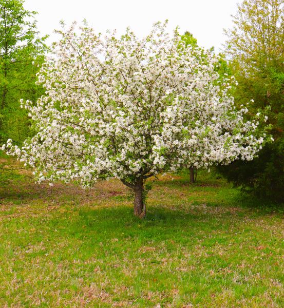 Dogwood Tree Removal in Sebastian