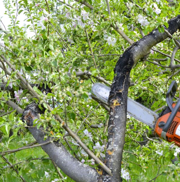 Apple Tree Removal in Sebastian