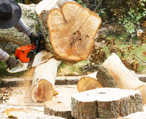 Tree Removal Service in Sebastian