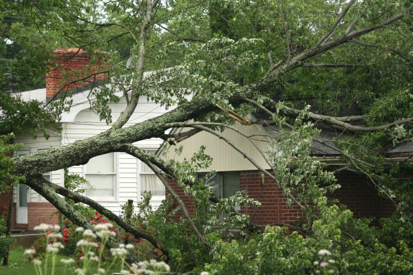 Emergency Tree Removal in Sebastian