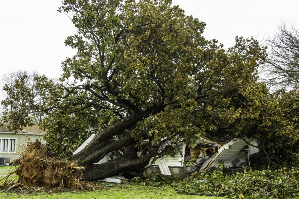 Fallen Tree Removal in Sebastian