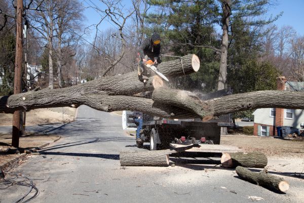 Residential Tree Removal in Sebastian