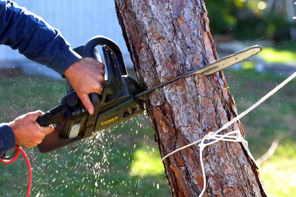 Dead Tree Removal in Sebastian