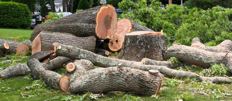 Cypress Tree Removal
