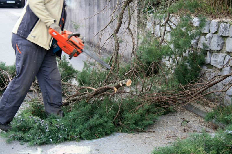 Mimosa Tree Removal