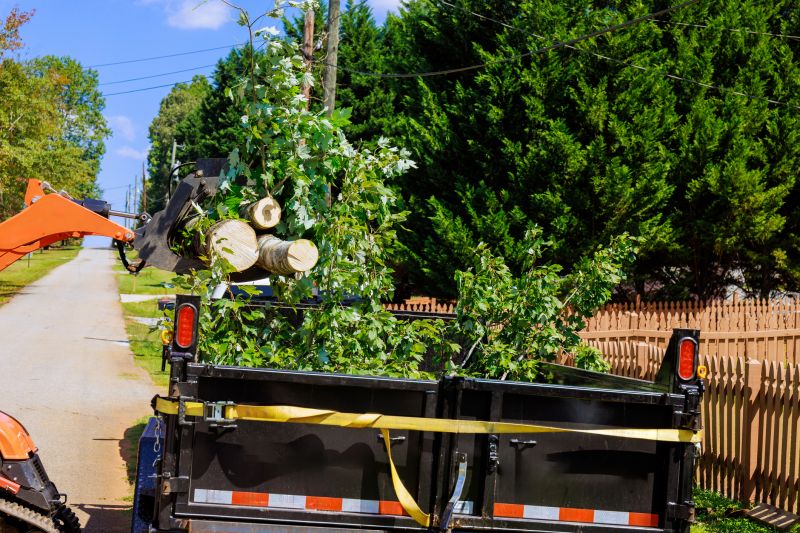 Small Tree Removal