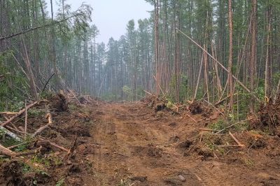 Cleared Tree Site