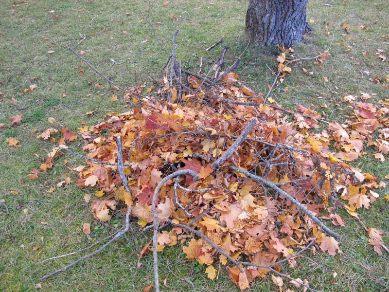 Autumn Foliage and Removal