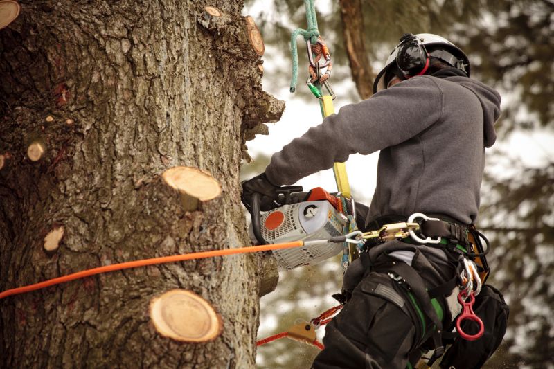 Tree Cutting Equipment