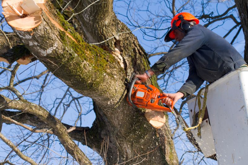 Timing for Tree Removal