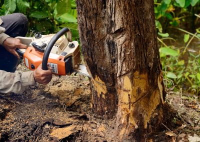 Who Does Tree Removals
